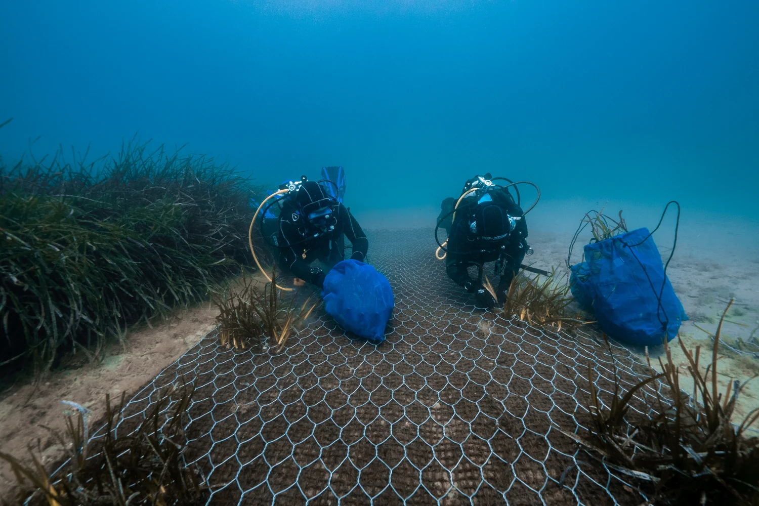 Posidonia oceanica restoration - Blue Forest